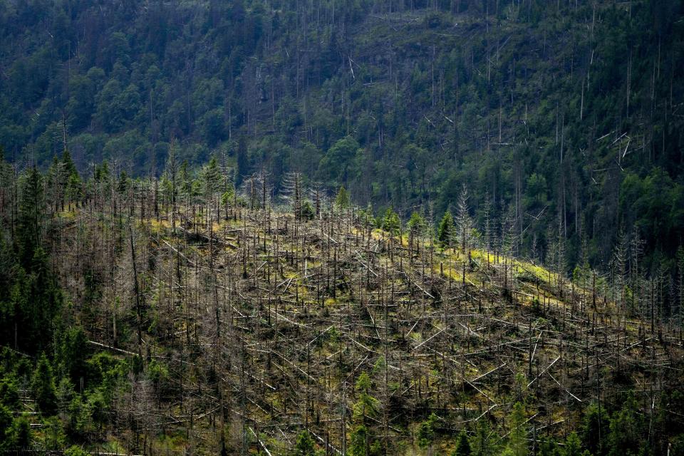 Dead trees stand in Lower-Saxony state forests at the Harz mountains near Clausthal-Zellerfeld, Germany, Friday, July 28, 2023. The tiny insects have been causing outsized devastation to the forests in recent years, with officials grappling to get the pests under control before the spruce population is entirely decimated. (AP Photo/Matthias Schrader)