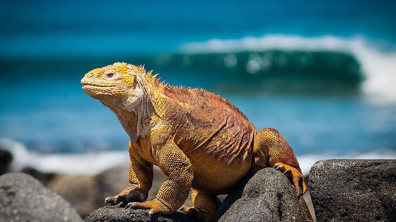 The islands have a delicate ecosystem.