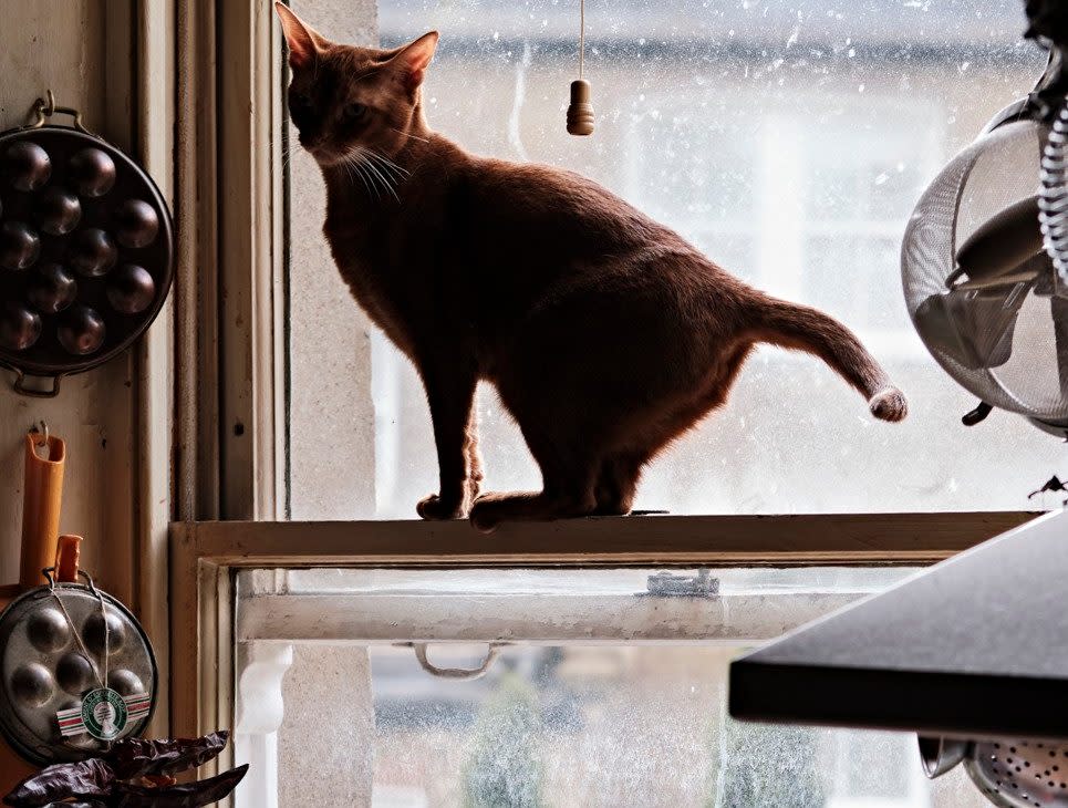 Hopkinson's cat climbs around his west London flat in Shepherd's Bush