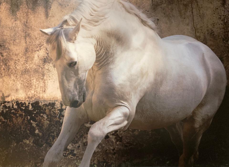 Old Bull Fighter's Stallion by Susan Irene Correia