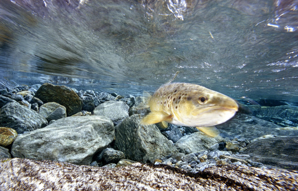 River Trout, Salmo Trutta fario, Verzasca River, Switzerland