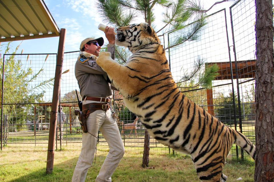 Joe Exotic feeds a tiger.