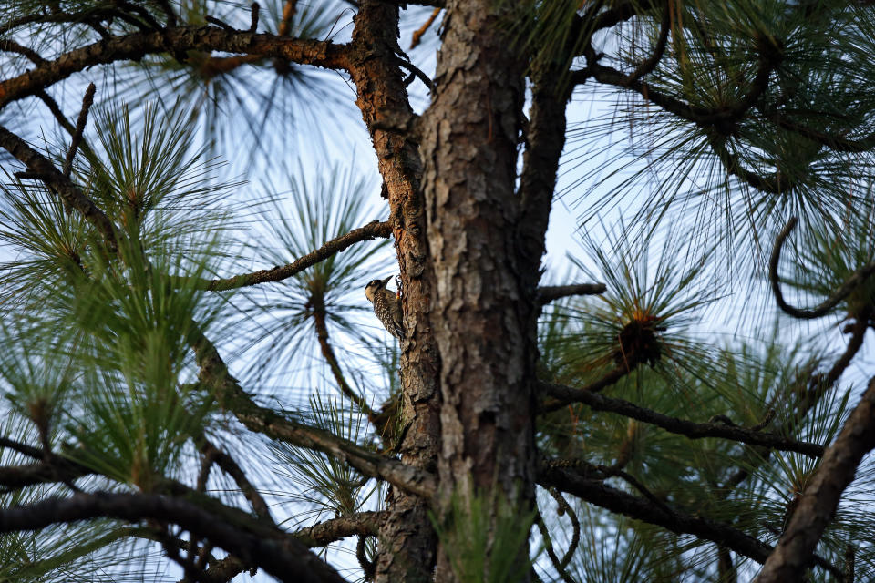 A red-cockaded woodpecker is seen on a long leaf pine at Fort Bragg in North Carolina on Tuesday, July 30, 2019. The woodpecker was one of the first birds protected under the Endangered Species Act of 1973. (AP Photo/Robert F. Bukaty)