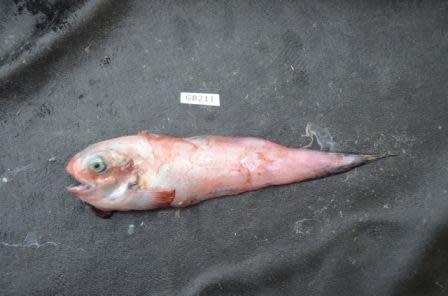 Snailfish collected with otter trawl.