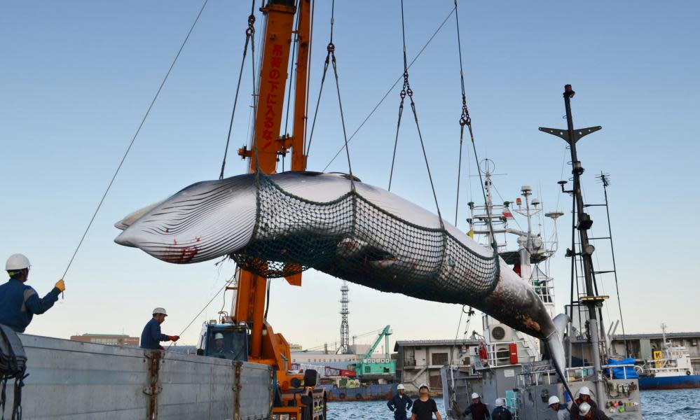 A minke whale is landed at a port in Kushiro on Japan’s northernmost main island of Hokkaido in September 2017 as part of ‘research whaling’. Australia’s PM is being urged to raise the issue with Japanese prime minister Shinzō Abe.