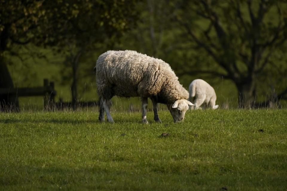 The NFU has criticised the UK-NZ trade deal (Steve Parsons/PA) (PA Archive)