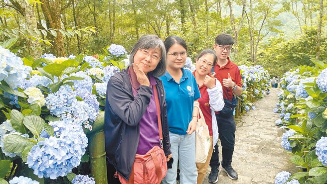 台東縣太麻里鄉的青山農場繡球花綻放，花期到7月中旬。（蔡旻妤攝）