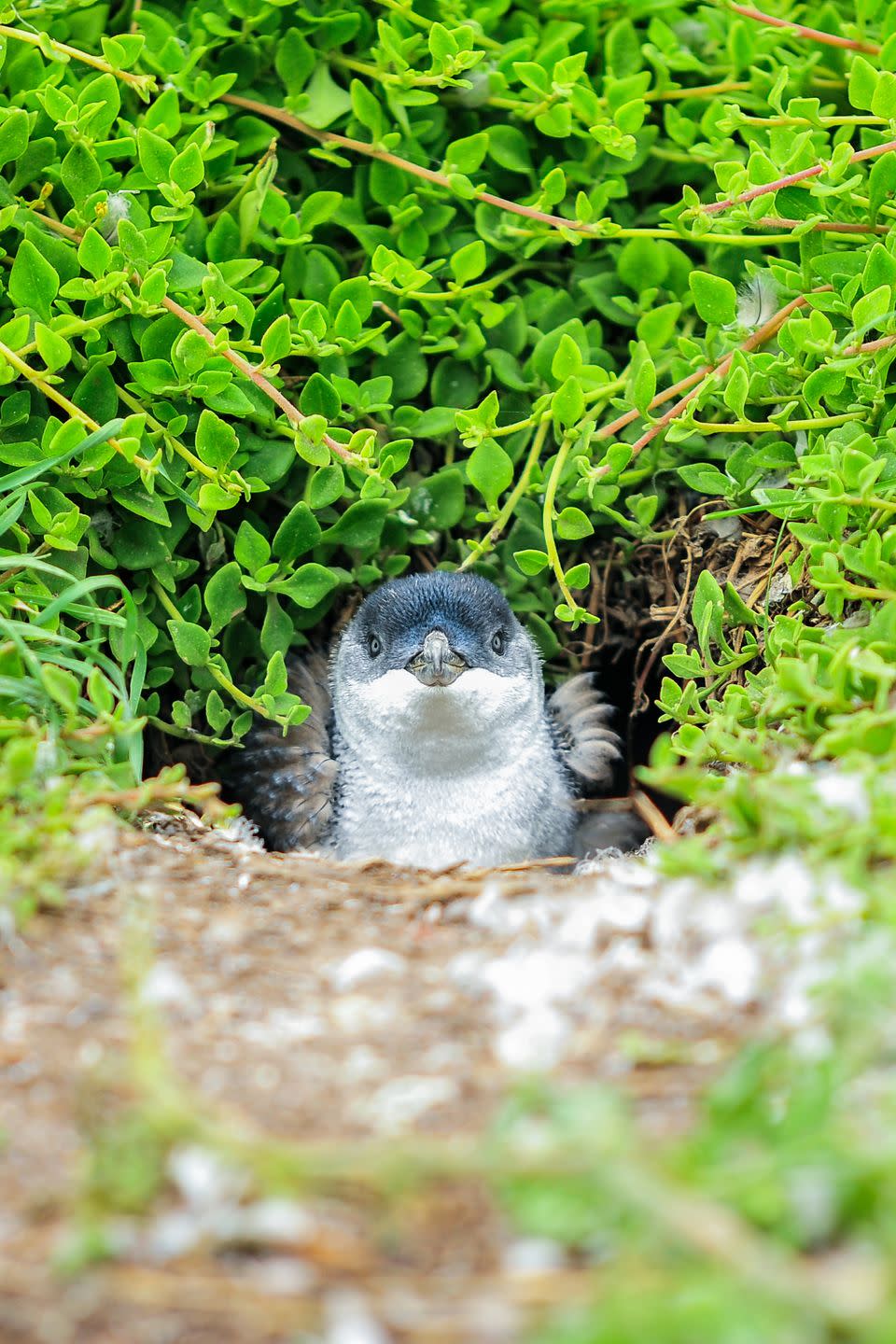 Others dig out cozy burrows.