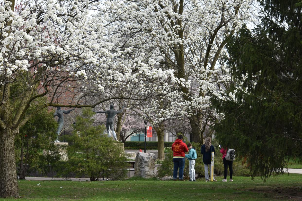 Students in an Indiana University South Bend ecology course gather outside as bushes and trees on campus blossom on Wednesday, April 20, 2024. IUSB professors are advising the city of South Bend on its plans to achieve a 40% urban tree canopy by 2050.