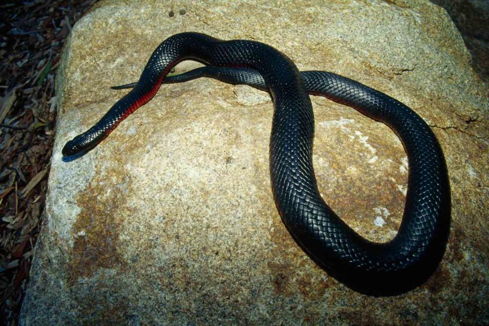 <p>Getty</p> Stock image of a venomous red-bellied black snake
