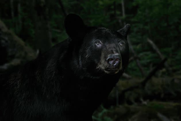 Last week's incident was only the fifth bear attack against humans documented in Vermont history. The bear involved has yet to be found. (Photo: Arterra via Getty Images)
