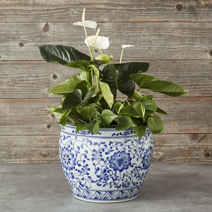 <p><a href="https://go.redirectingat.com?id=74968X1596630&url=https%3A%2F%2Fwww.williams-sonoma.com%2Fproducts%2Fblue-and-white-ceramic-planter-extra-large&sref=https%3A%2F%2Fwww.townandcountrymag.com%2Fleisure%2Fg45847728%2Fbest-gifts-for-gardeners%2F" rel="nofollow noopener" target="_blank" data-ylk="slk:Shop Now;elm:context_link;itc:0;sec:content-canvas" class="link ">Shop Now</a></p><p>Blue & White Ceramic Planter, Extra Large</p><p>williams-sonoma.com</p><p>$139.95</p>