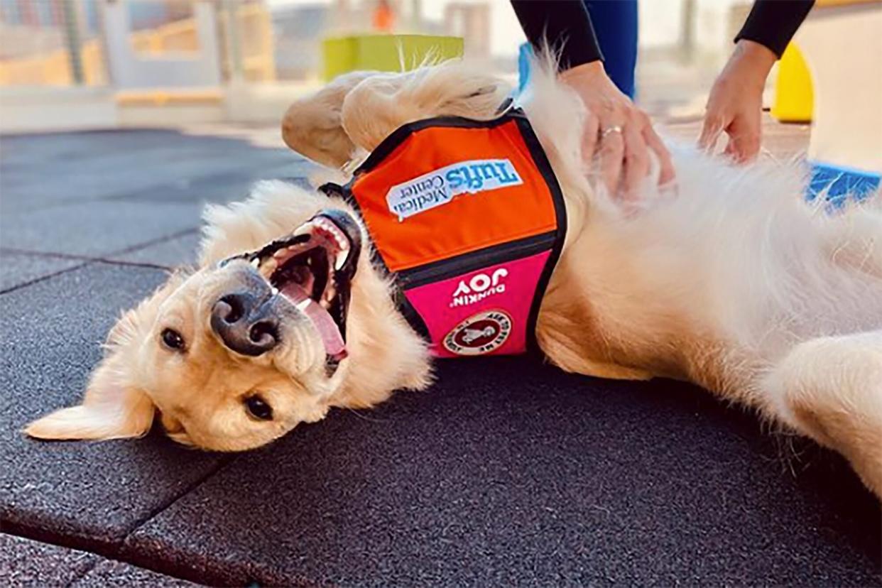 Bob, the Tufts Children's Hospital service dog laying on his back, getting a belly rub