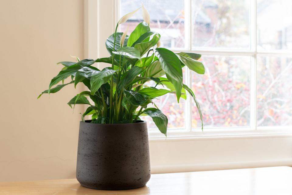 8) Peace Lily (Spathiphyllum)