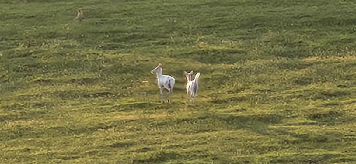 Couple of albino deer spotted by Fayette County deputy outside of West Union