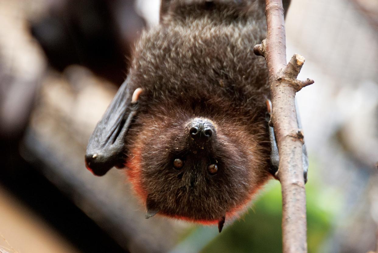 In June, Virginia Tech Assistant Professor Luis Escobar led a team of students into the Andes Mountains and lowlands of Colombia to understand how vampire bats can help predict and prevent the next big epidemic.