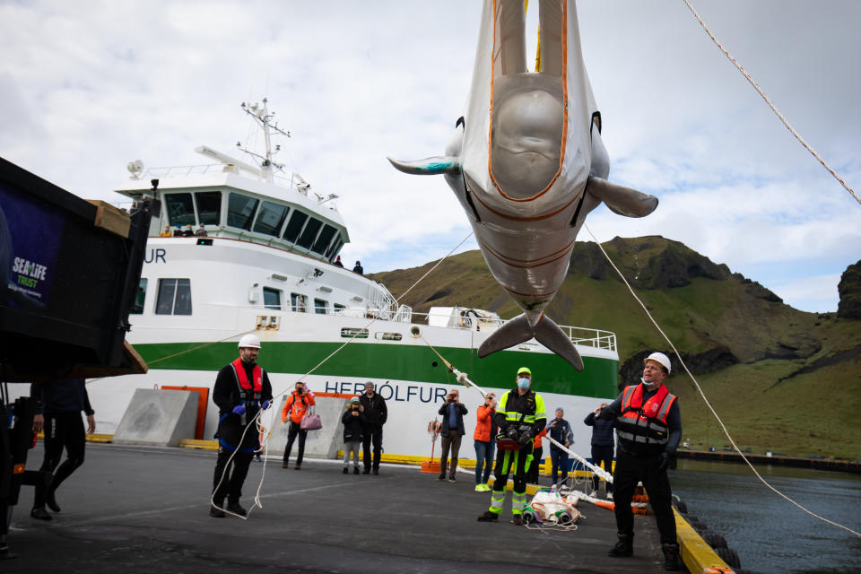 The Sea Life Trust team moving Little Grey from a truck to a tugboat. (Photo: Aaron Chown - PA Images via Getty Images)