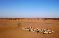 Farmer May McKeown feeds her remaining cattle on her drought-effected property, located on the outskirts of the north-western New South Wales town of Walgett, in Australia, July 20, 2018. Picture taken July 20, 2018. REUTERS/David Gray