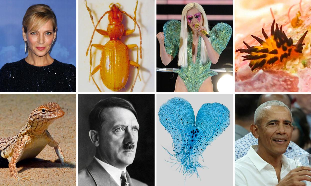 <span>Uma Thurman, top left, and, her namesake, the Yuman desert fringe-toed lizard (<em>Uma rufopunctata</em>); the cave beetle <em>Anophtalmus hitleri</em>, under threat from Nazi memorabilia collectors; Lady Gaga, and below, a fern gametophyte of the Gaga genus; Barack Obama and the sea slug <em>Placida Barackobamai. </em></span><span>Composite: Getty</span>