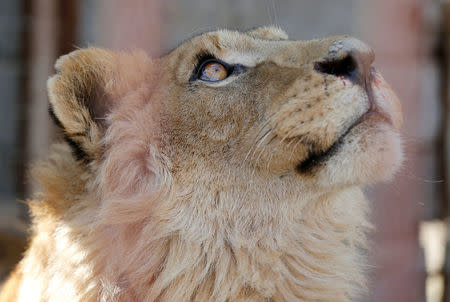 Simba the lion, one of two surviving animals in Mosul's zoo along with Lola the bear, looks on a military helicopter flying over of the Mosul's zoo, Iraq, February 2, 2017. Picture taken February 2, 2017. REUTERS/Muhammad Hamed