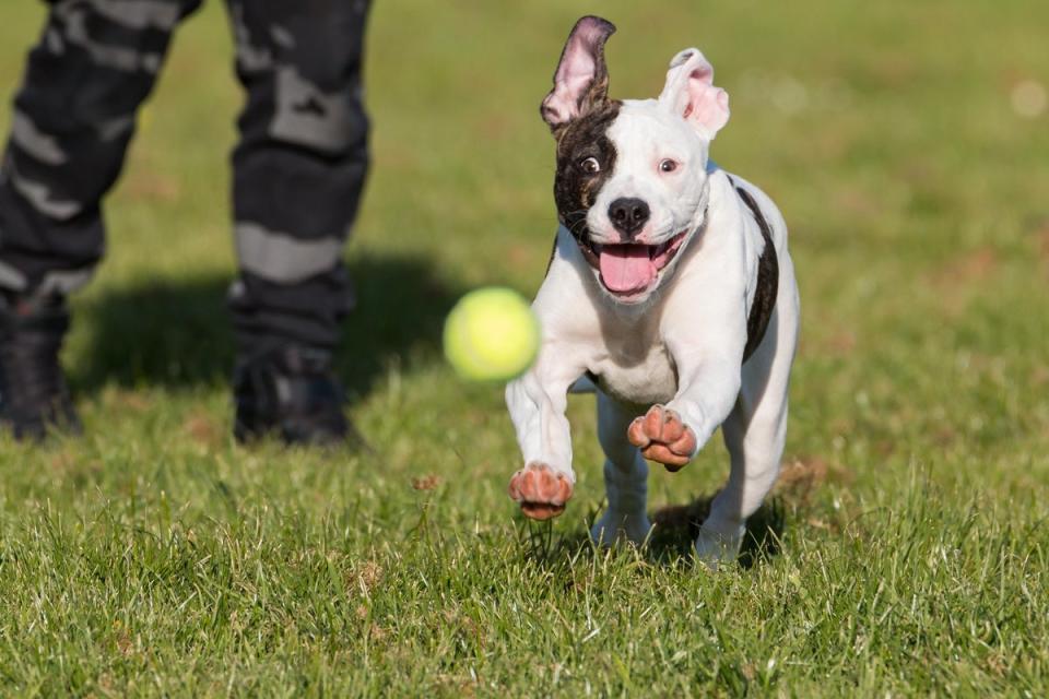 American bulldogs were the most stolen breed in 2022  ( Radovan Zierik from Pixabay )