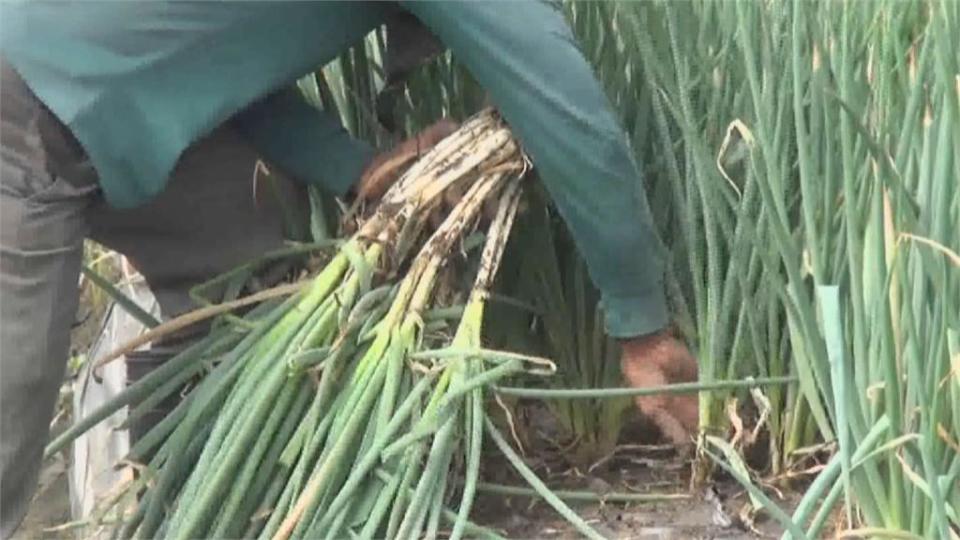 三星蔥回娘家！16噸吉安蔥展現成果！去年宜蘭大雨不斷　移地保種大搶救
