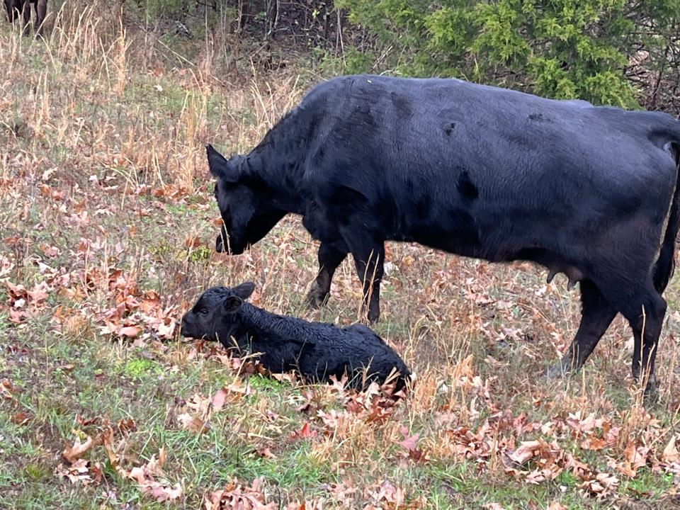 A cow with a calf at the Minton farm in Mt. Juliet. The Mintons also have chickens and harvest hay.