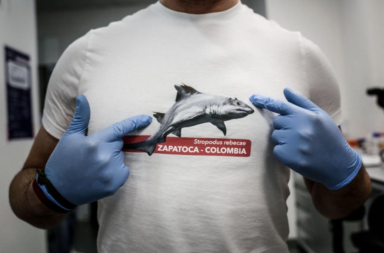 A paleontologist wears a T-shirt showing _Strophodus rebecae_, a shark species with flat teeth that lived millions of years ago. <a href="https://www.gettyimages.com/detail/news-photo/palaeontologist-edwin-cadena-shows-a-t-shirt-with-an-image-news-photo/1241210531" rel="nofollow noopener" target="_blank" data-ylk="slk:Juan Pablo Pino/AFP via Getty Images;elm:context_link;itc:0;sec:content-canvas" class="link ">Juan Pablo Pino/AFP via Getty Images</a>