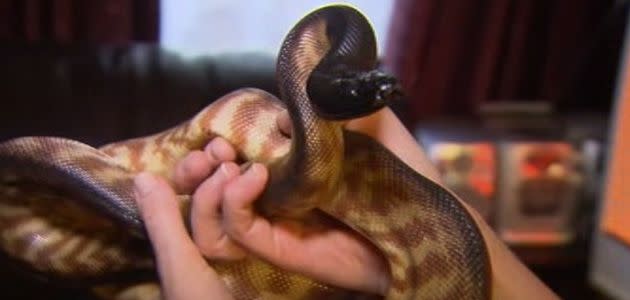 Slippery offender: Cyril the Snake. Photo: 7News