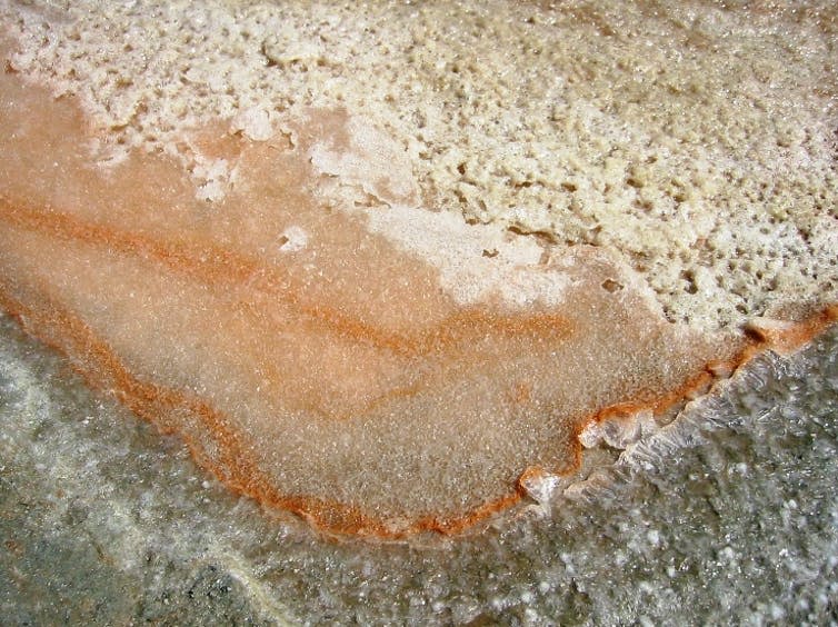 <span class="caption">Orange-coloured halophilic algae <em>Dunaliella salina</em> within sea salt.</span> <span class="attribution"><span class="source">wikipedia</span>, <a class="link " href="http://creativecommons.org/licenses/by-sa/4.0/" rel="nofollow noopener" target="_blank" data-ylk="slk:CC BY-SA;elm:context_link;itc:0;sec:content-canvas">CC BY-SA</a></span>