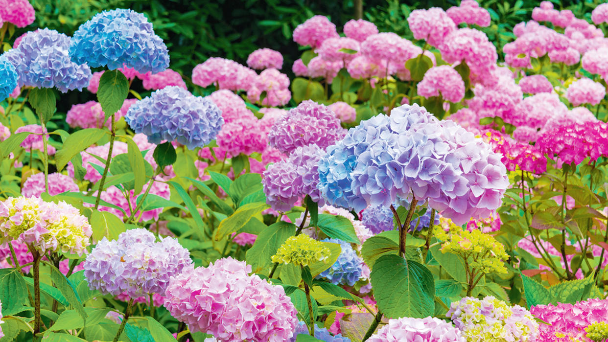  Pink and purple hydrangeas. 