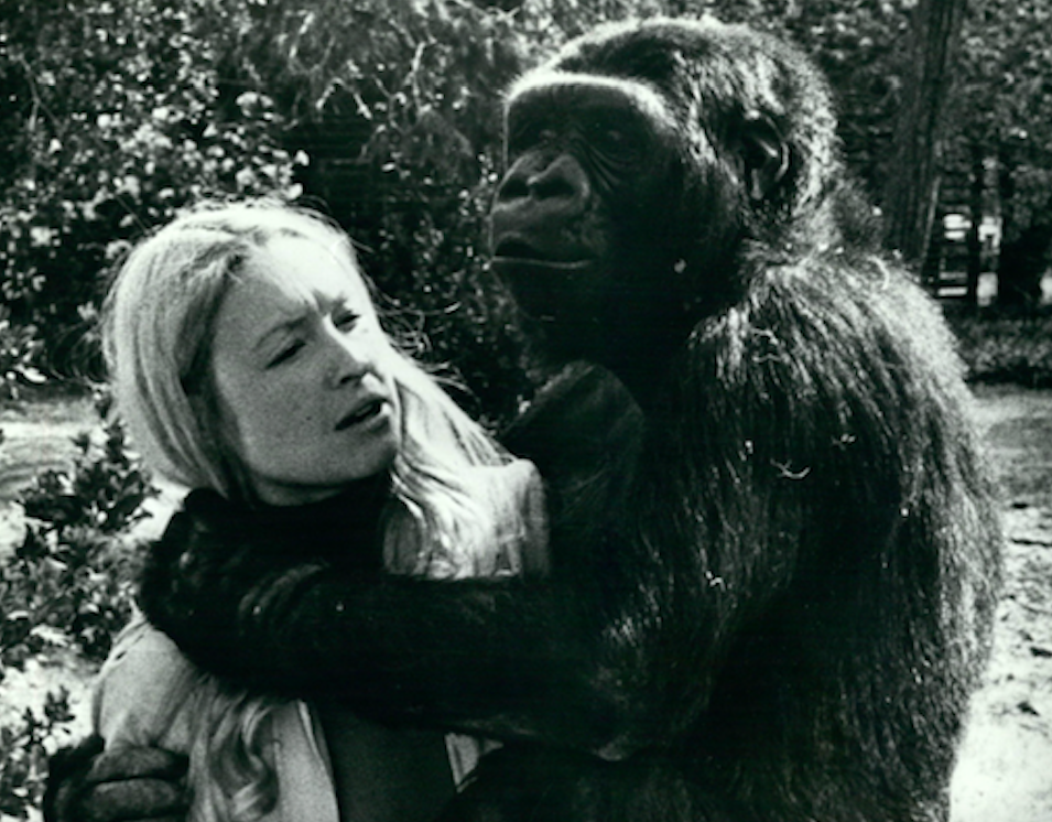 <em>Koko the gorilla, pictured with sign language teacher Dr Francine Patterson, has died at the age of 46 (Rex)</em>