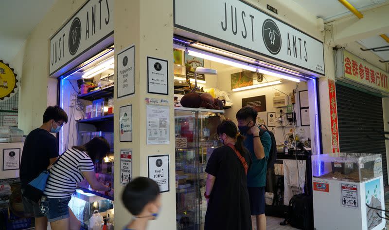 Residents look at formicaria on display outside the "Just Ants" shop in Singapore