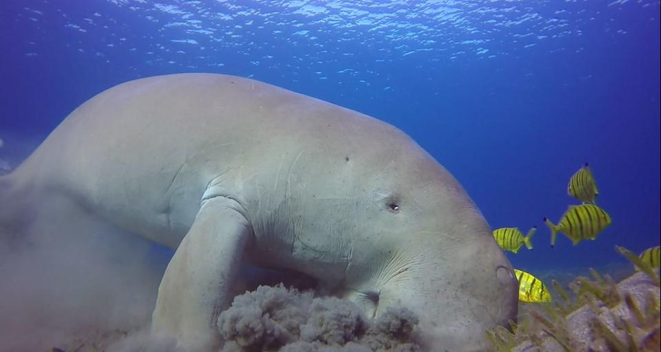 IUCN 紅皮書 dugong-c-ahmed-shawky