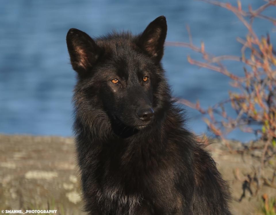 DNA tests on the dogs haven't come back, but Susan Vogt, co-founder of the Red Riding Hood Rescue Project, says the dogs look and act like they are part wolf.