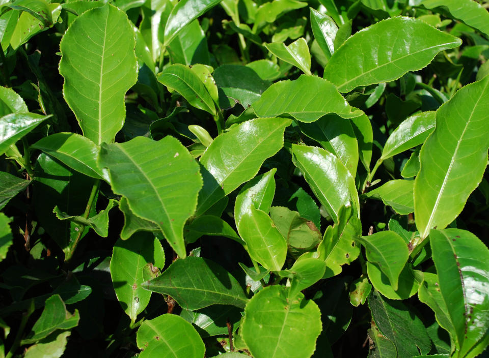 In this photo taken Nov. 30, 2012, leaves are pictured on a tea plant on the Gatoonga Tea Estate, one of more than 800 in Jorhat in Assam, India, where the plant was introduced during the first half of the 19th century by the British colonials. (AP Photo/Denis Gray)