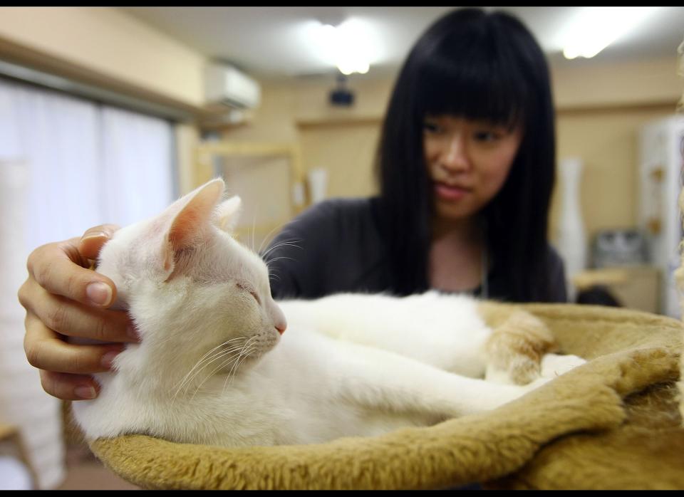 TOKYO - JANUARY 20: A woman strokes a cat at Nekorobi cat cafe on January 20, 2009 in Tokyo, Japan. Changes to Japan's Animal Protection Law threaten the future of these furry bars by imposing a curfew on cats and dogs. (Photo by Junko Kimura/Getty Images)