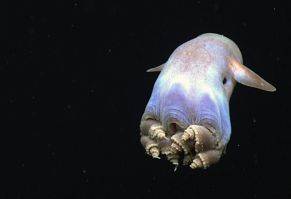 La pieuvre Dumbo est l’une des innombrables espèces qui vivent dans les profondeurs extrêmes de l’océan. Leurs nageoires, qui ressemblent aux oreilles de l’éléphant de Disney, les aident à se propulser dans l’eau. <a href="https://www.flickr.com/photos/oceanexplorergov/14142089822/in/photolist-2hXYqBs-vcXdBp-nxFUAS-2oB1ve5-uxyqF2-w6wh87-HCWh6i-Jsi7Yp-z1L676-vbPvqb-HCWjxx-23QPHxu-pLgzAq" rel="nofollow noopener" target="_blank" data-ylk="slk:NOAA Ocean Exploration;elm:context_link;itc:0;sec:content-canvas" class="link ">NOAA Ocean Exploration</a>, <a href="http://creativecommons.org/licenses/by-sa/4.0/" rel="nofollow noopener" target="_blank" data-ylk="slk:CC BY-SA;elm:context_link;itc:0;sec:content-canvas" class="link ">CC BY-SA</a>