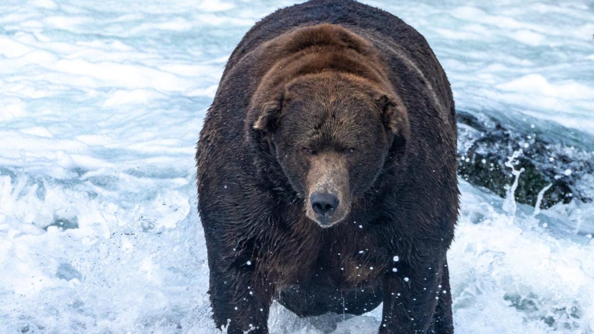 It's Fat Bear season again! This is the best feed to keep up with these hairy giants