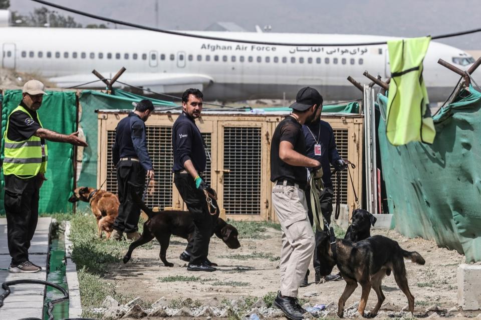 <p>Fueran quienes fueran sus dueños, ahora estos animales están preparándose para sus nuevas labores y de momento las pruebas están siendo muy positivas. (Photo by KARIM SAHIB/AFP via Getty Images)</p> 