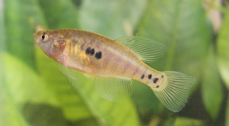 A female specimen of H. gongobira.