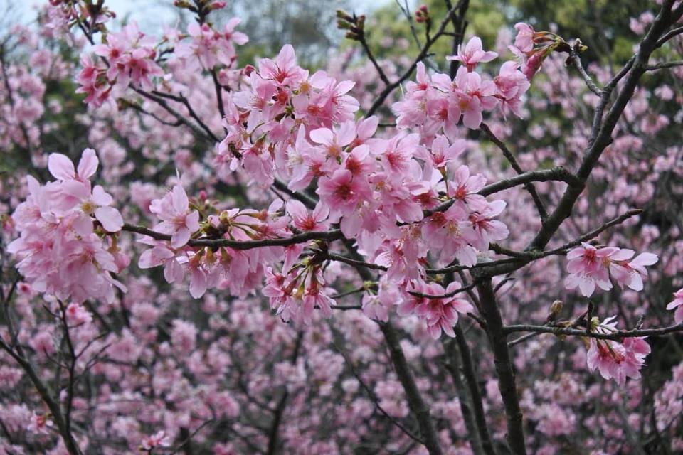 陽明山櫻花（圖片來源：台北市政府工務局公園路燈工程管理處）