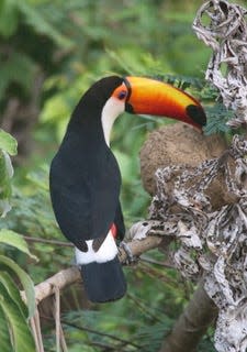 A Toco toucan watches its surroundings in a photograph taken on a recent safari to the Pantanal of Brazil.