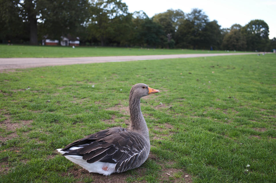 Goose sitting on the grass in a park