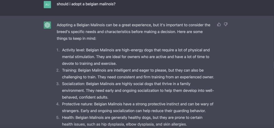 text features Chat GTP's answer on whether to adopt a belgian malinois