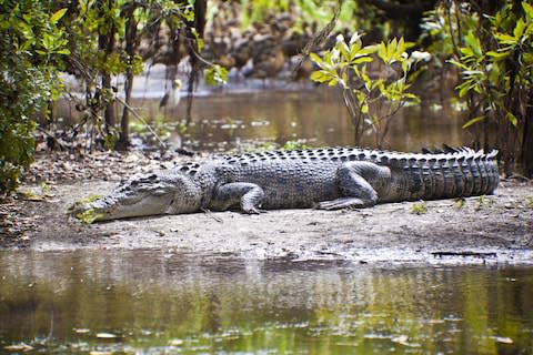 A saltwater crocodile - Credit: Getty