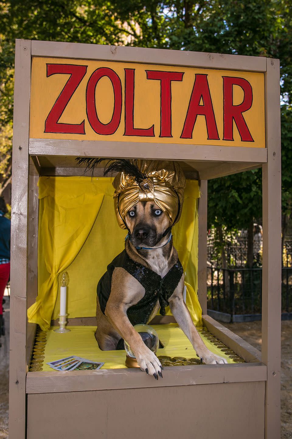 <p>This fortune teller sees lots of fetch in your future.</p><p><strong>RELATED: </strong><a href="https://www.goodhousekeeping.com/holidays/halloween-ideas/g1784/popular-pet-halloween-costumes/" rel="nofollow noopener" target="_blank" data-ylk="slk:The 35 Best Dog and Puppy Costume Ideas for Halloween This Year;elm:context_link;itc:0;sec:content-canvas" class="link ">The 35 Best Dog and Puppy Costume Ideas for Halloween This Year</a></p>