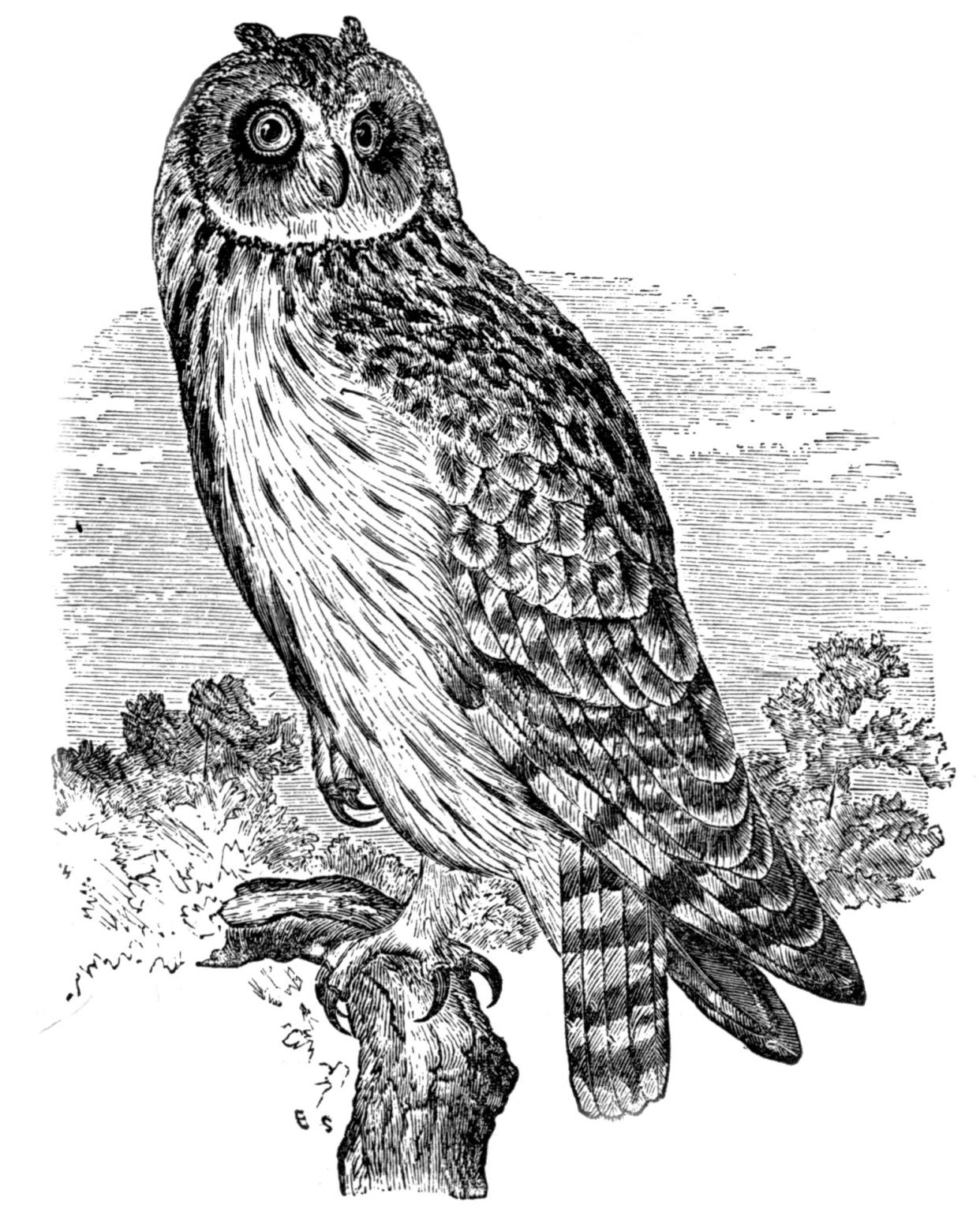 A drawing of a short-eared owl from Frank M. Chapman’s 1894 book "Visitor’s Guide to the Collection of Birds."