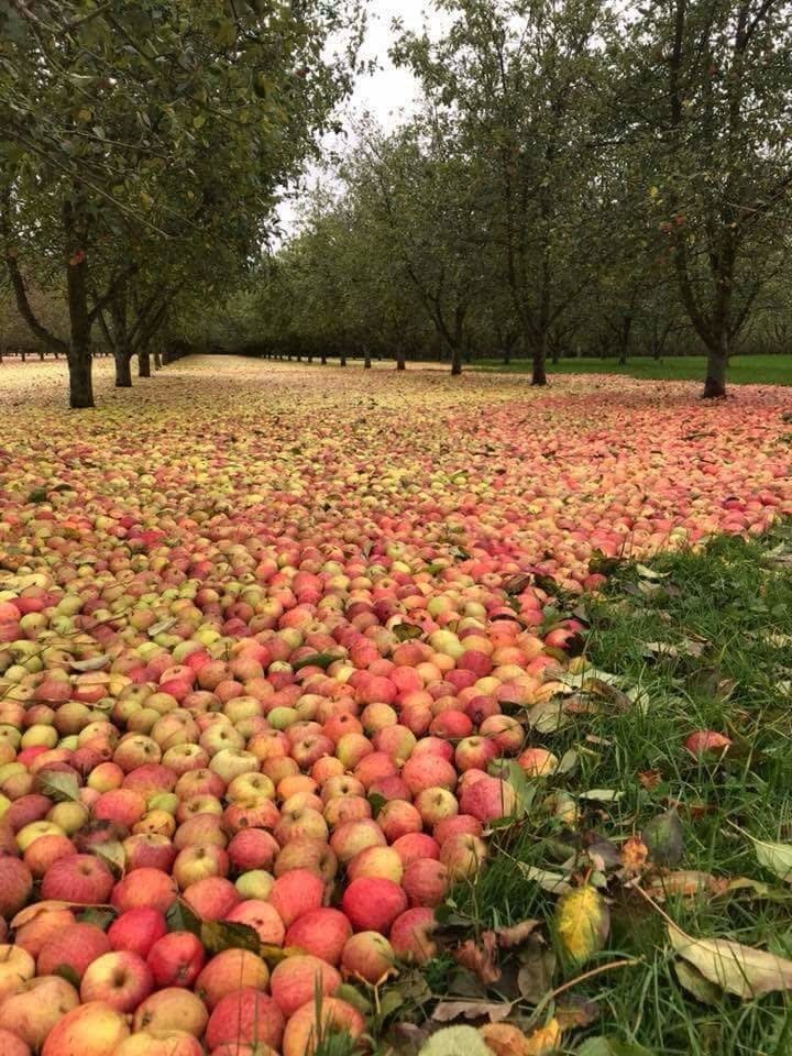 Apples all over the ground