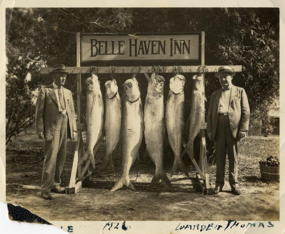 Silver King hanging in front of Belle Haven Inn Hotel on Sarasota Bay.